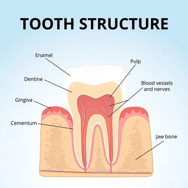 Men răng: Mất men răng, mòn men răng và điều trị - Nha Khoa Home