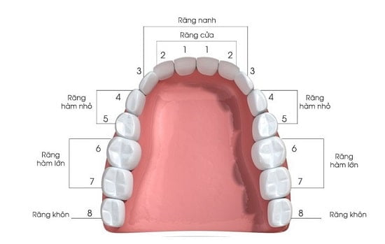 Răng số 5 là răng nào? 